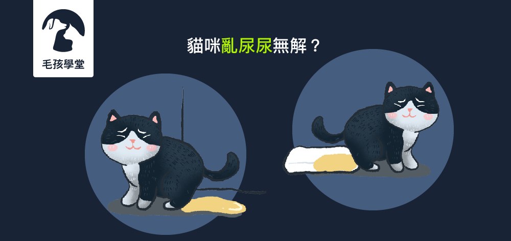 貓奴看過來！貓咪亂尿尿無解？！訓練師教你怎麼辦